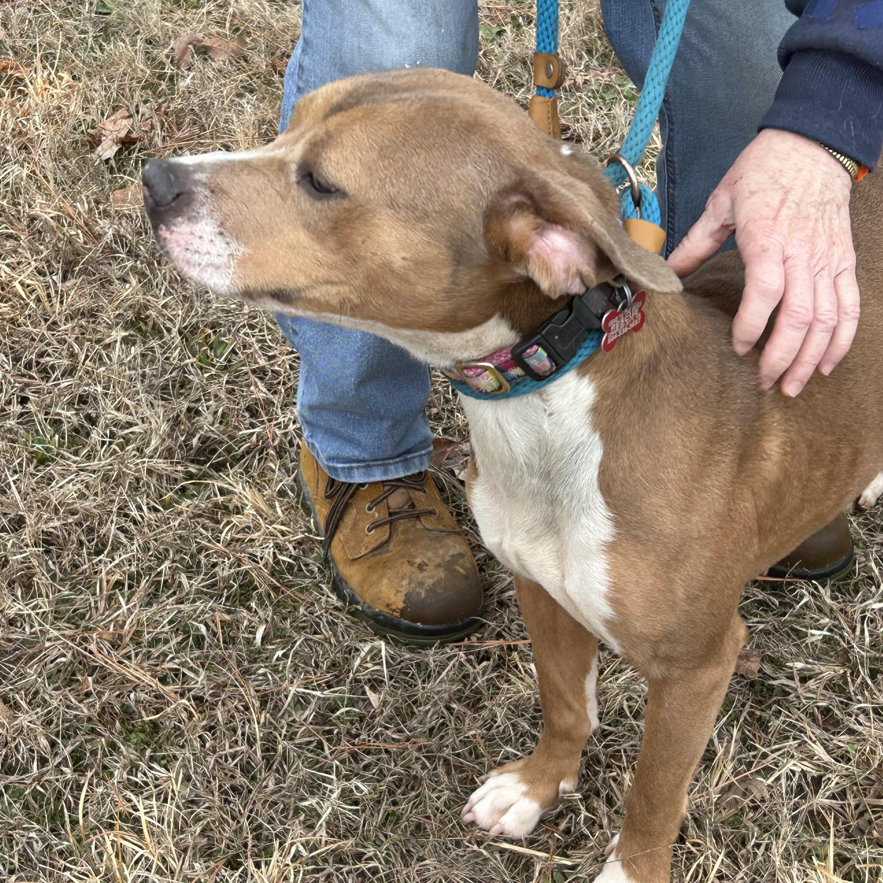 Enlarge Harrison, a ADOPTABLE mixed breed in Charles City, VA image 2/4