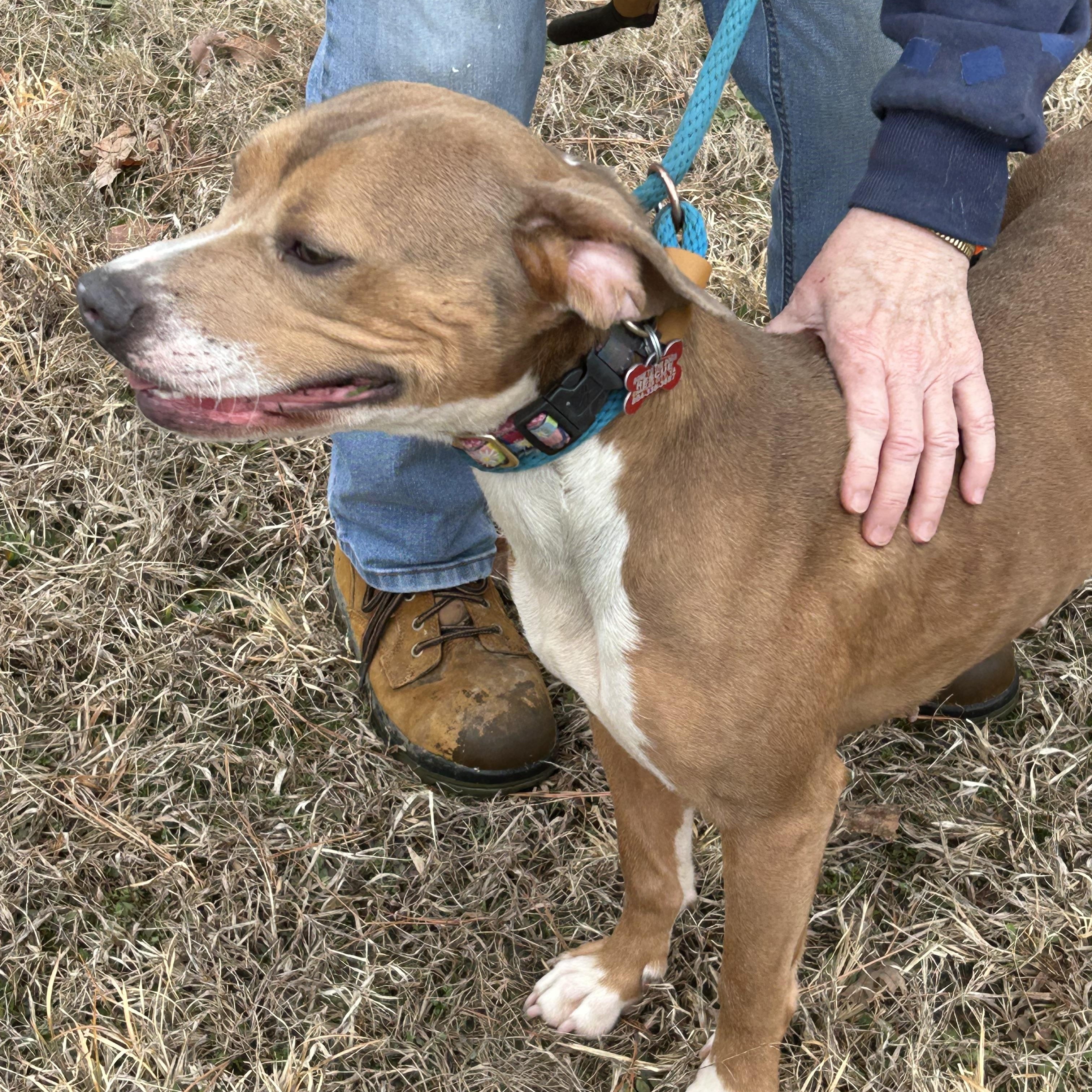 Enlarge Harrison, a ADOPTABLE mixed breed in Charles City, VA image 1/4
