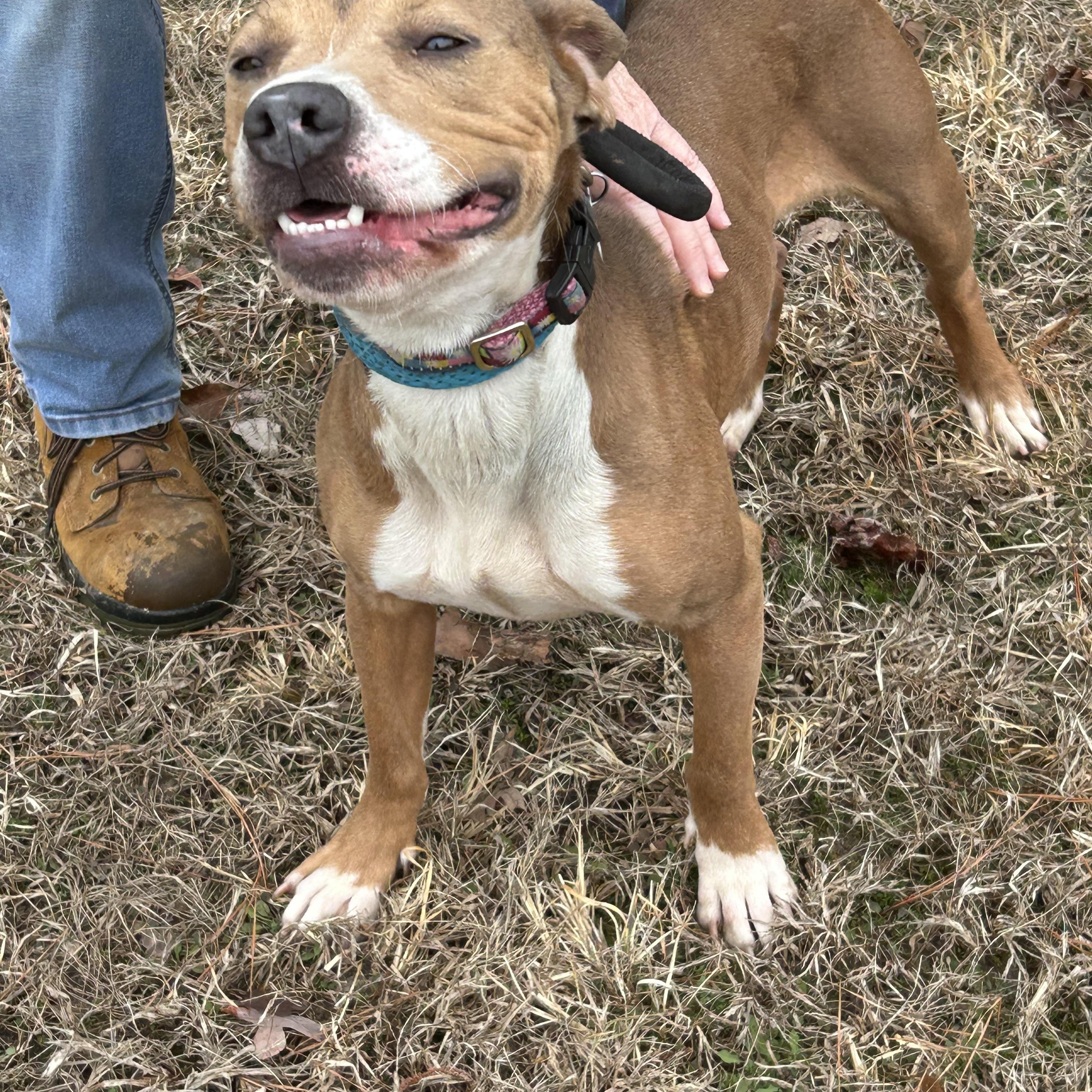 Enlarge Harrison, a ADOPTABLE mixed breed in Charles City, VA image 4/4