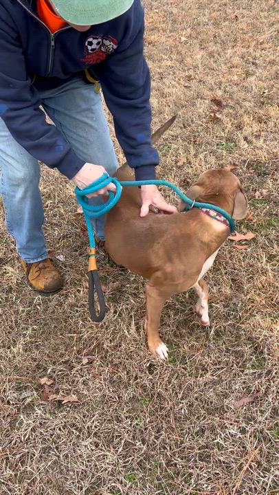 Enlarge Harrison, a ADOPTABLE mixed breed in Charles City, VA video 3/4