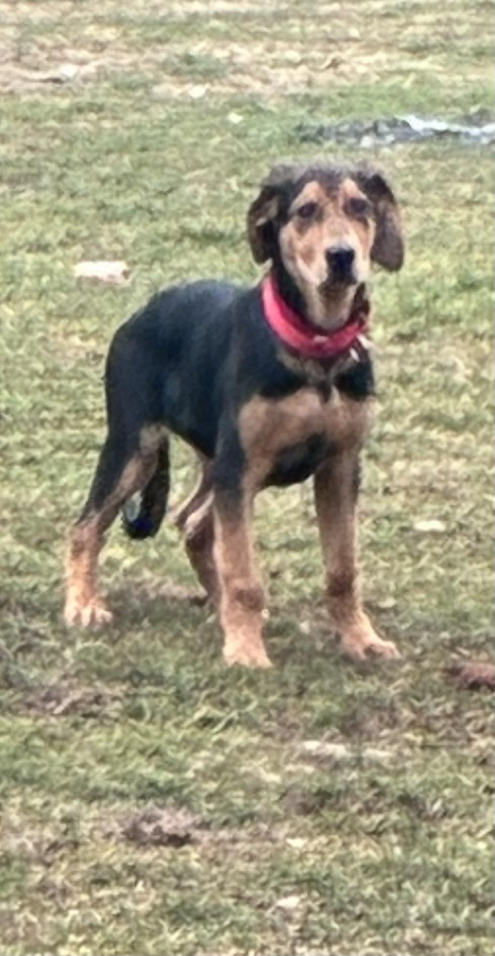 Enlarge Copper, a ADOPTABLE mixed breed in Lincoln University, PA image 3/3