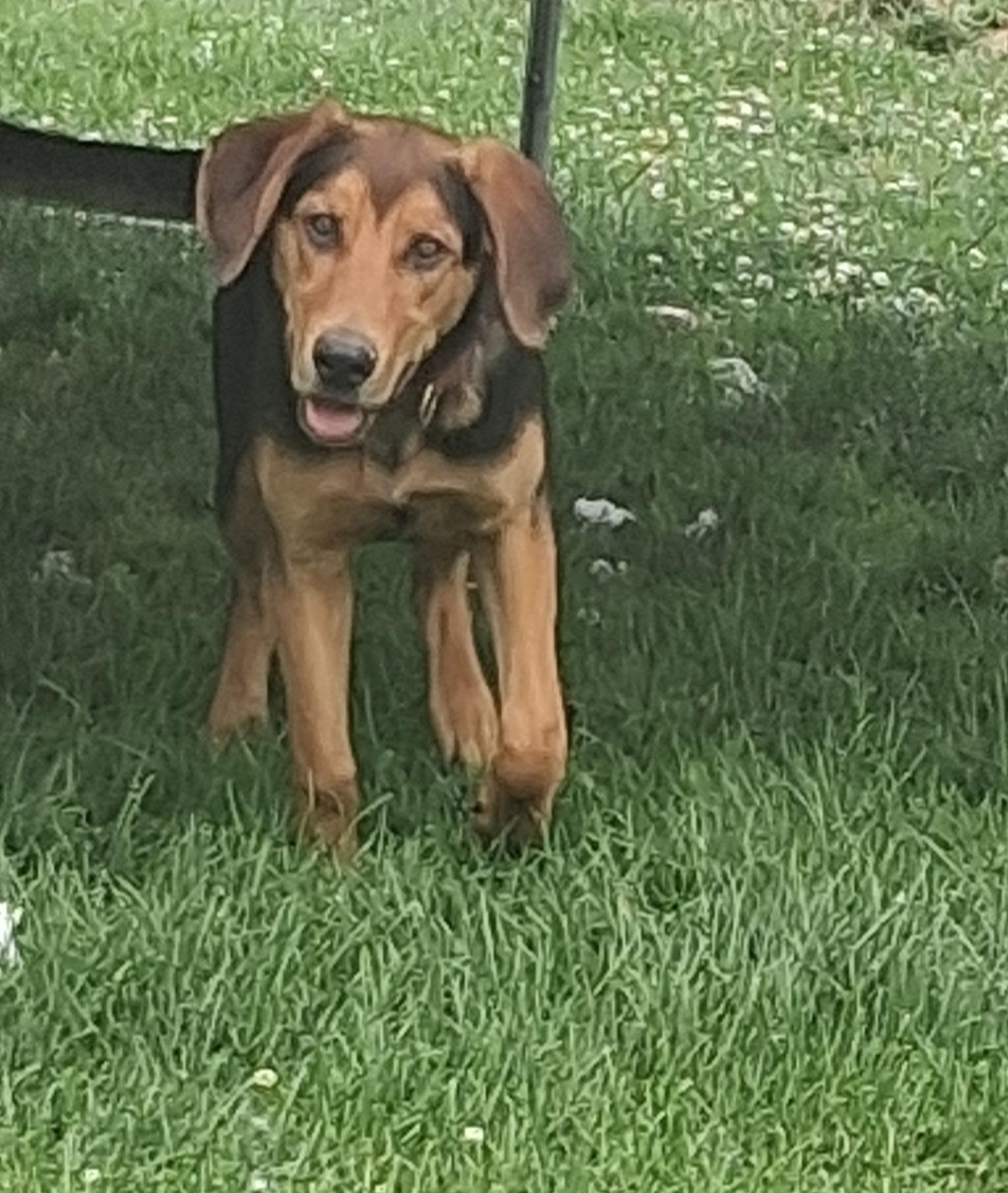 Copper, a ADOPTABLE mixed breed in Lincoln University, PA image 2/3