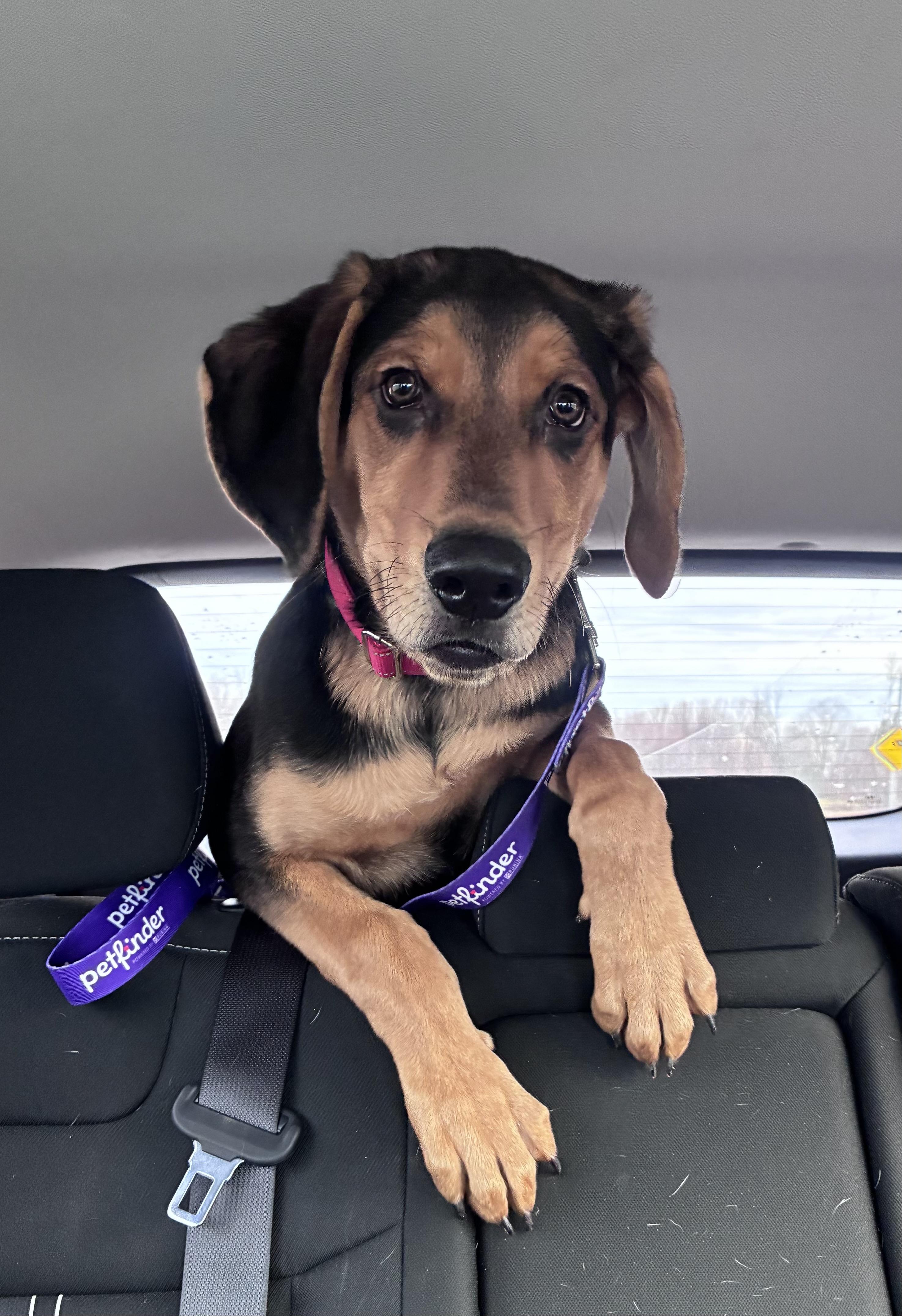 Copper, ADOPTABLE, Puppy Male Coonhound & German Shepherd Dog.