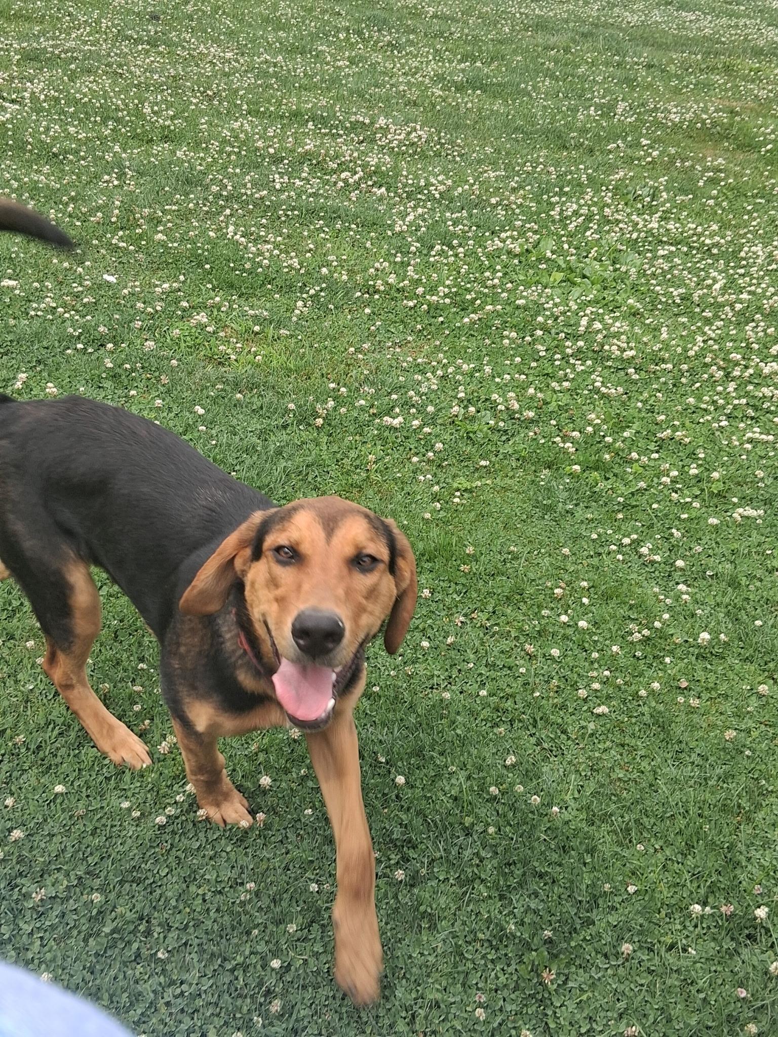 Copper, ADOPTABLE, Puppy Male Coonhound & German Shepherd Dog.