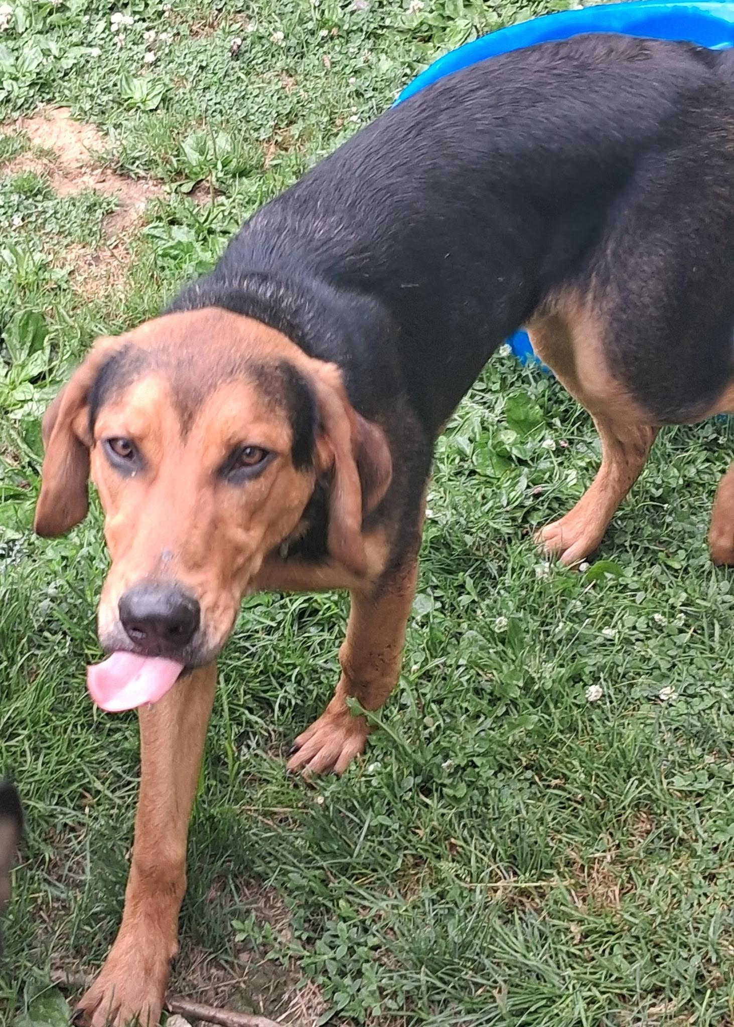 Copper, a ADOPTABLE mixed breed in Lincoln University, PA image 3/3