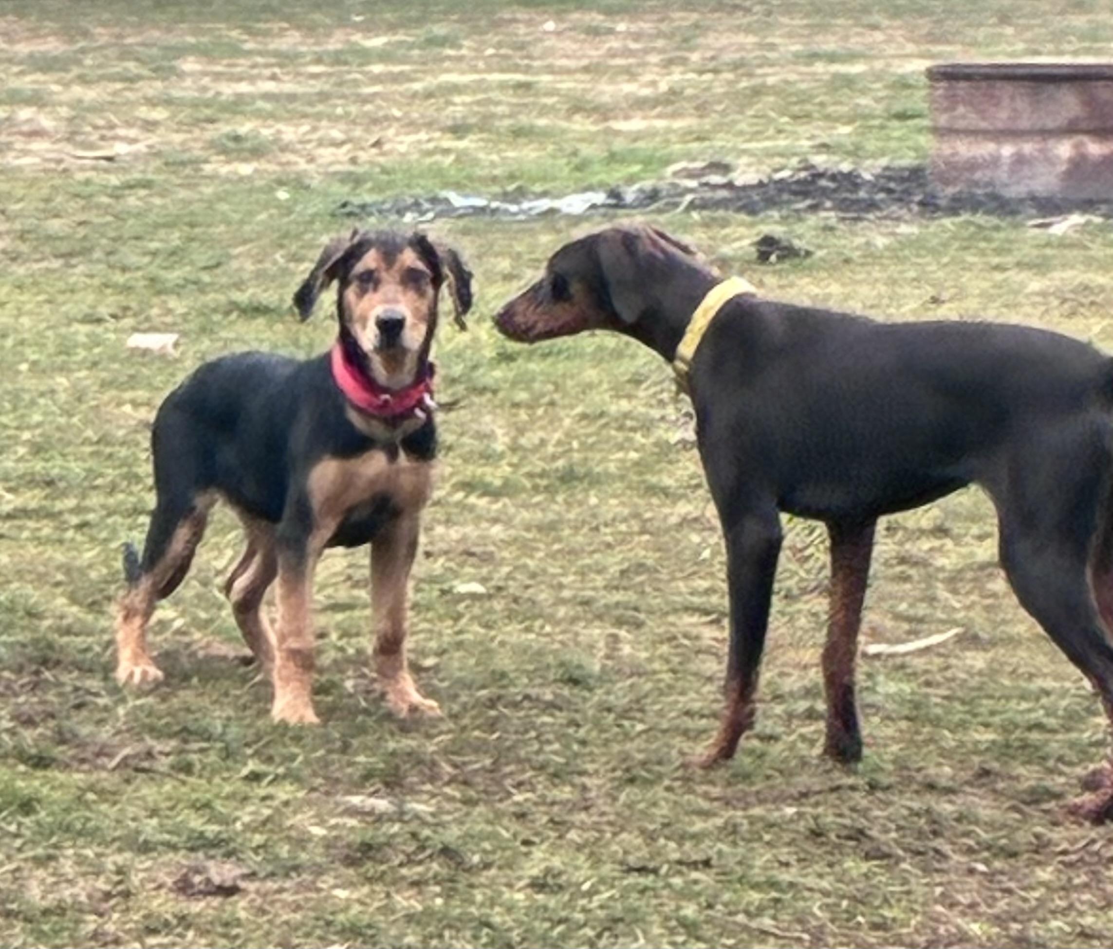 Enlarge Copper, a ADOPTABLE mixed breed in Lincoln University, PA image 2/3