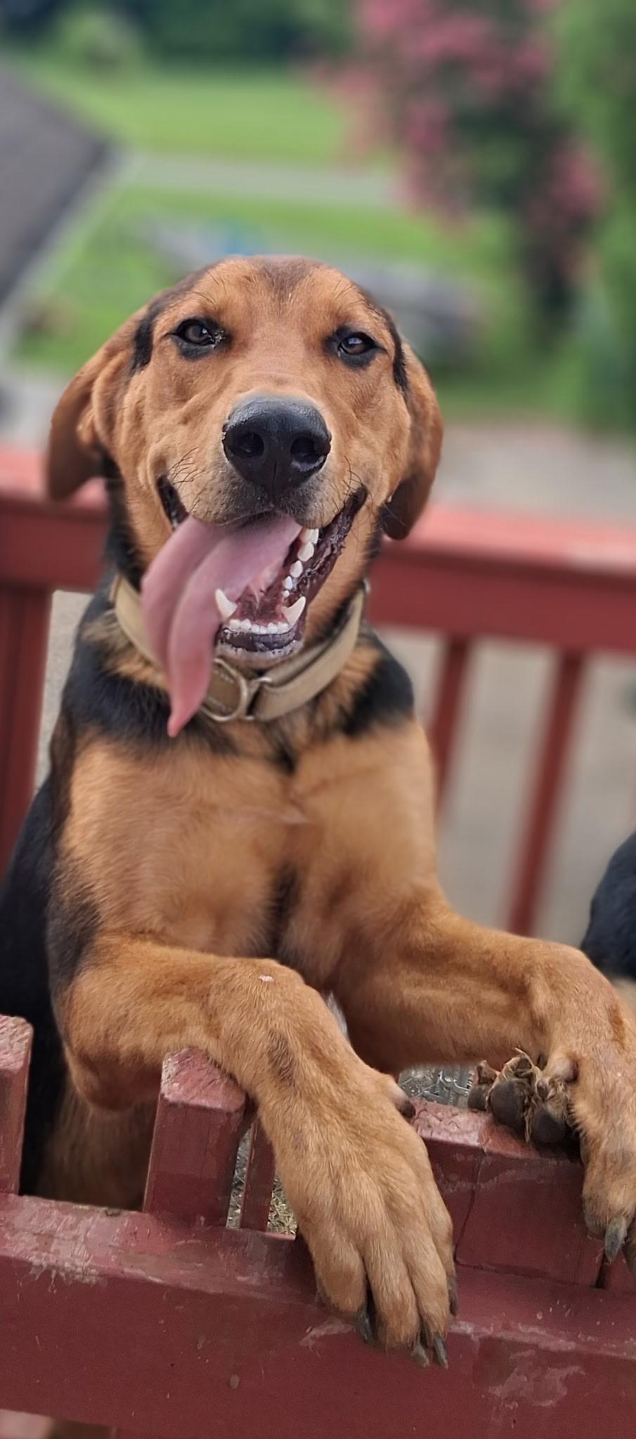 Copper, a ADOPTABLE mixed breed in Lincoln University, PA image 1/4