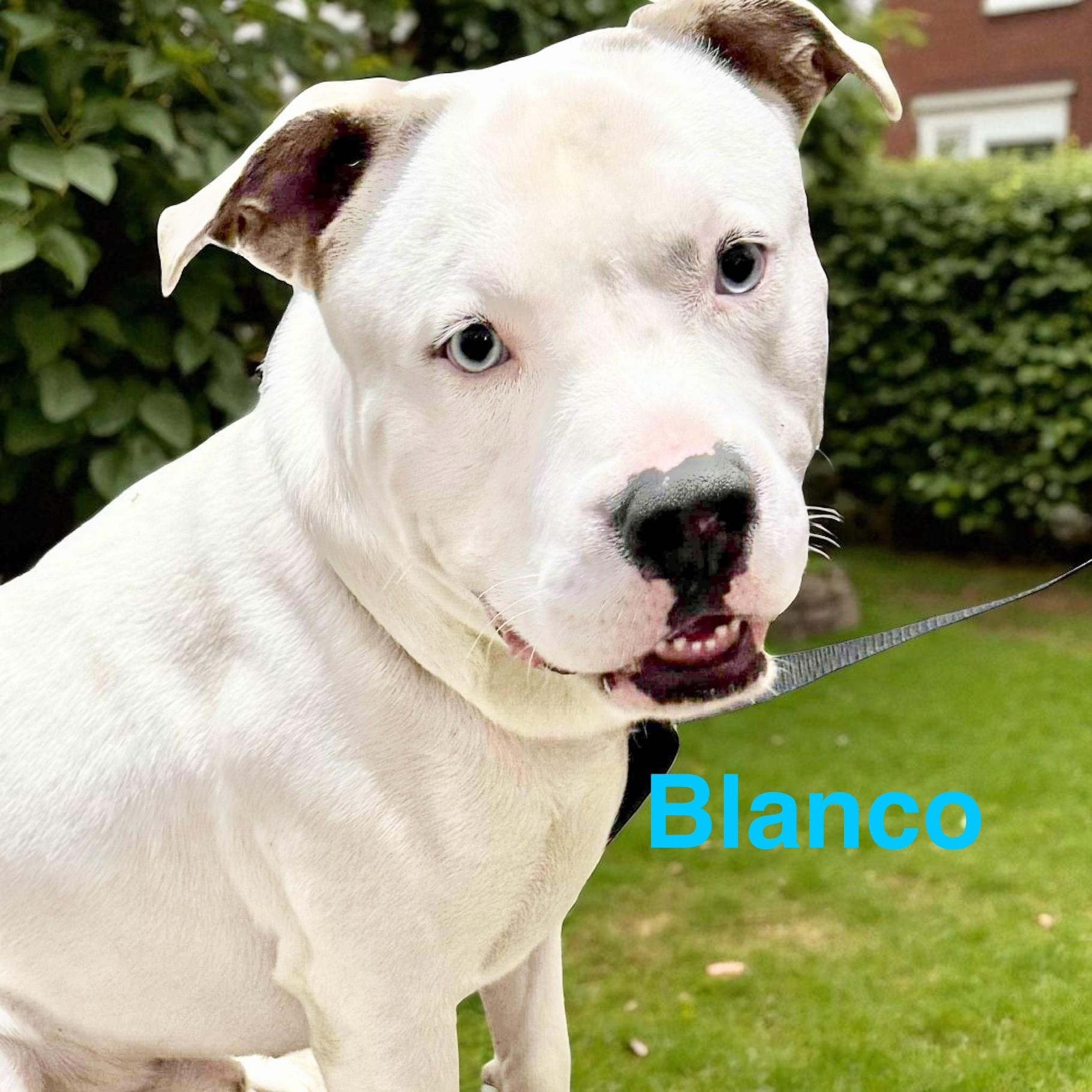 Blanco