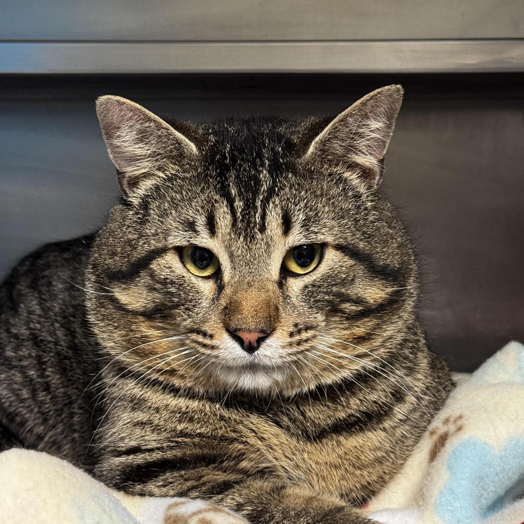 Enlarge Henry, a Adoptable Domestic Short Hair in South Haven, MI image 1/1