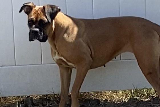 Roxie needs a forever home, a Adoptable Boxer in Tustin, CA image 3/3