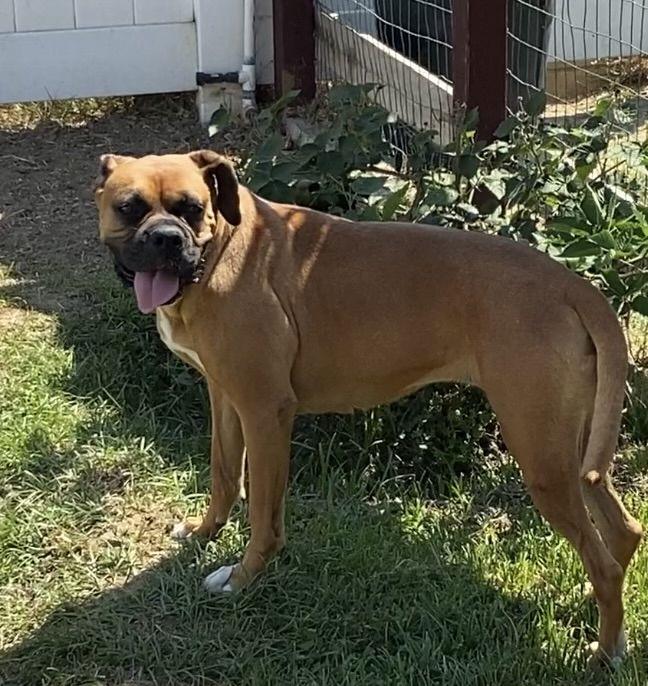 Roxie needs a forever home, a Adoptable Boxer in Tustin, CA image 2/3