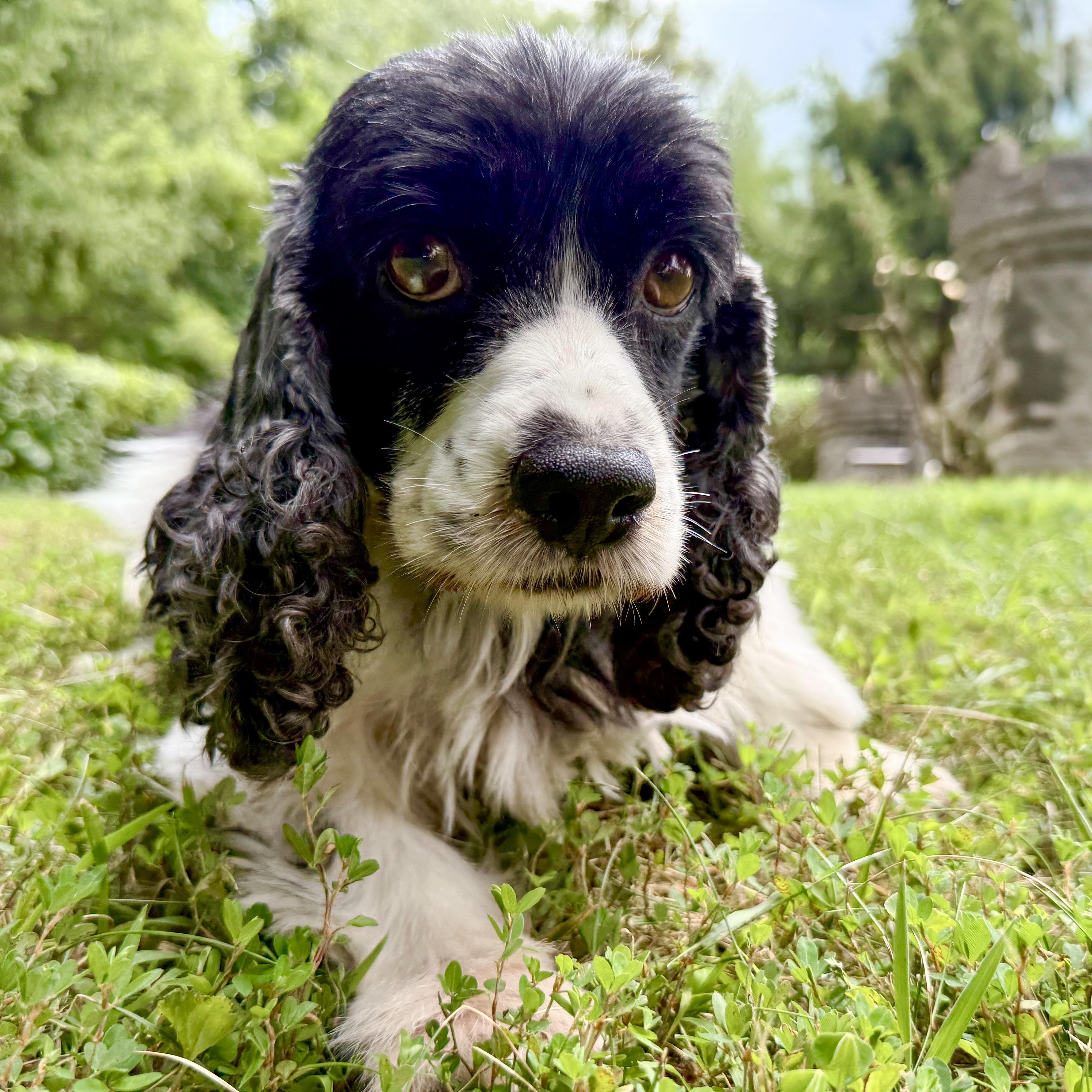 Molly, Adult Female unknown