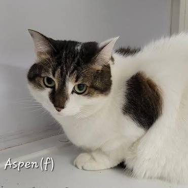 Enlarge Aspen, a ADOPTABLE Domestic Short Hair in Mazon, IL image 1/1