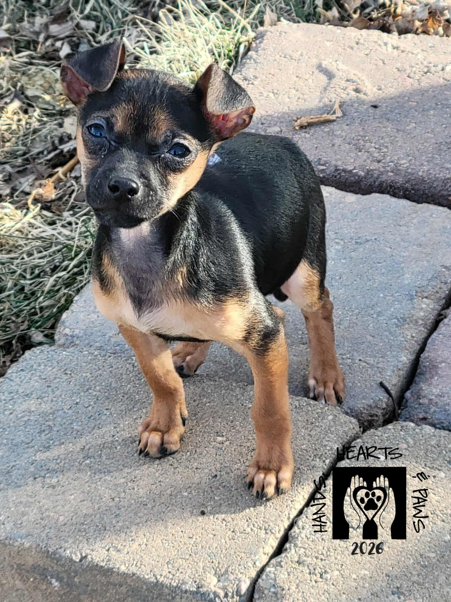 Elmer Fudd, Adoptable, Puppy Male Chihuahua.