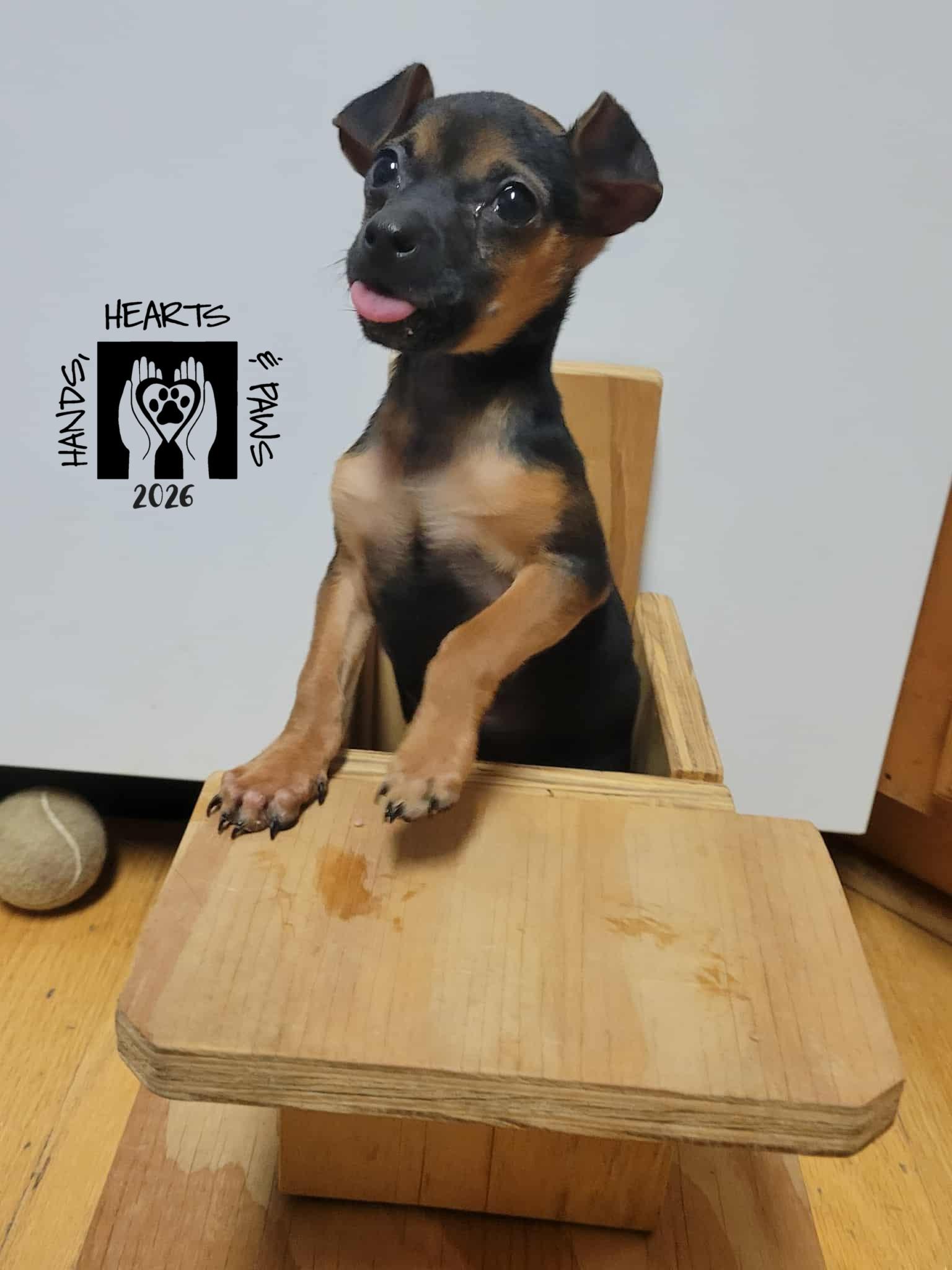 Enlarge Elmer Fudd, a Adoptable Chihuahua in Omaha, NE image 2/3