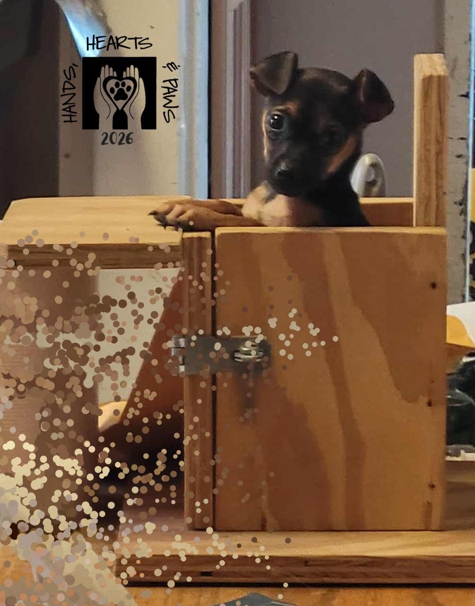 Enlarge Elmer Fudd, a Adoptable Chihuahua in Omaha, NE image 3/3