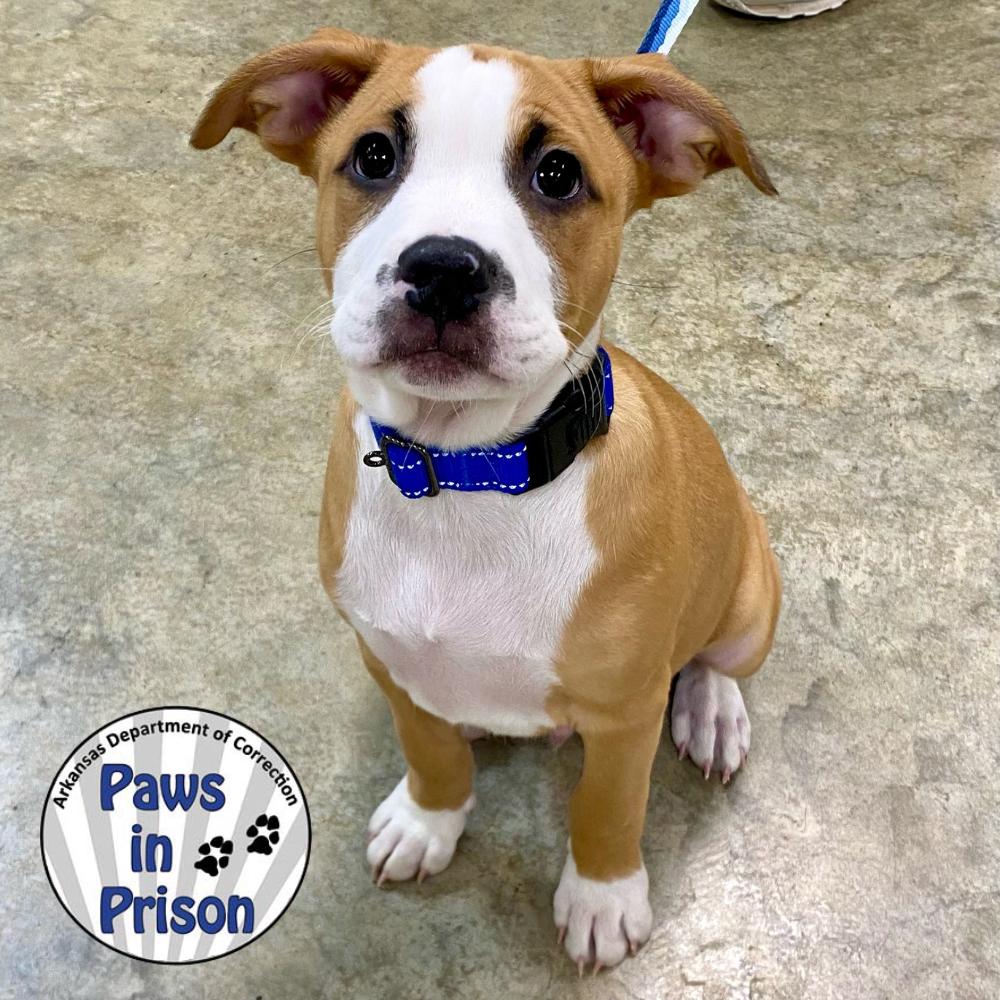 Luke V 25-136, Adoptable, Puppy Male Hound.