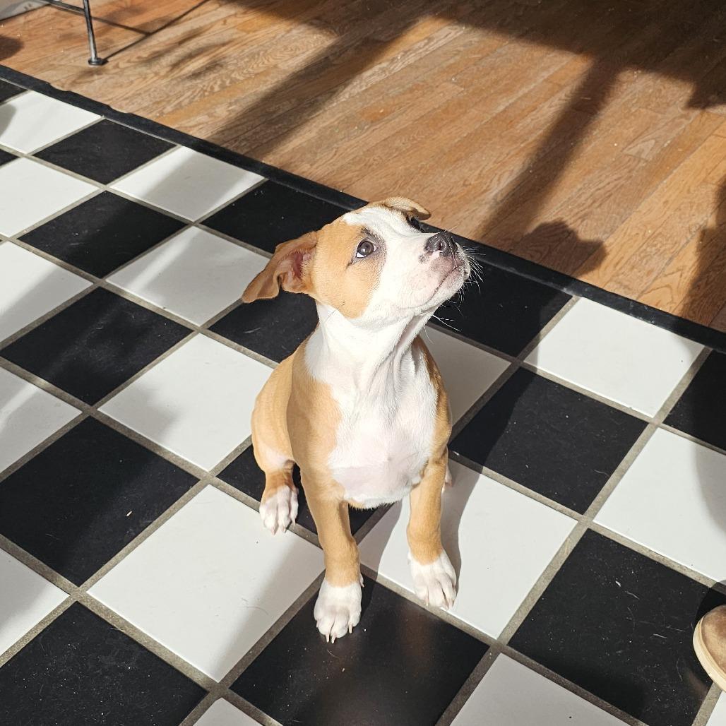 Enlarge Luke V 25-136, a Adoptable mixed breed in Little Rock, AR image 2/6