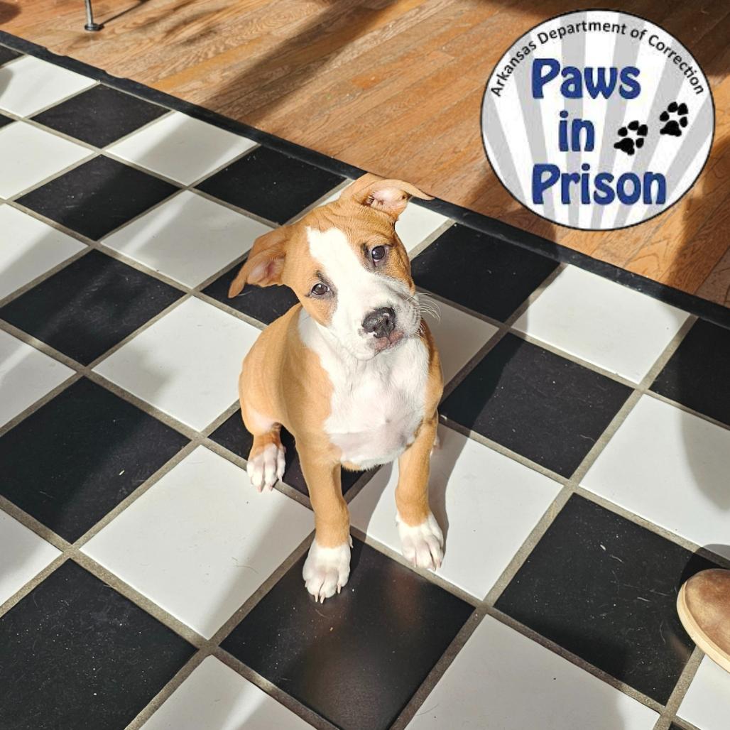 Enlarge Luke V 25-136, a Adoptable mixed breed in Little Rock, AR image 3/6