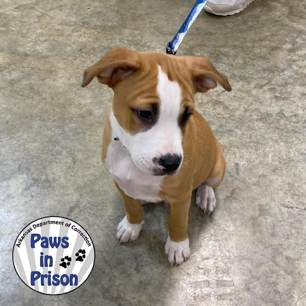 Enlarge Luke V 25-136, a Adoptable mixed breed in Little Rock, AR image 6/6