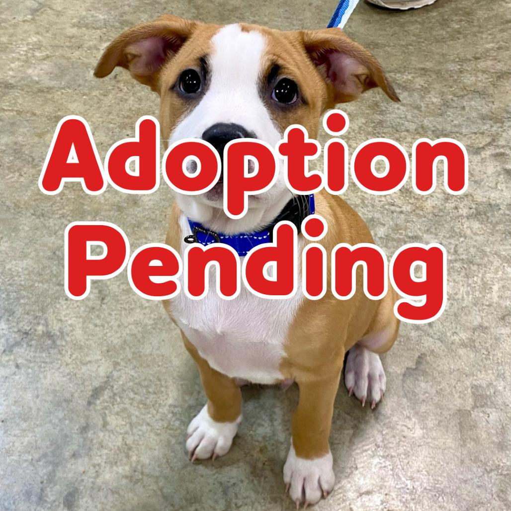 Luke V 25-136, Adoptable, Puppy Male Hound.