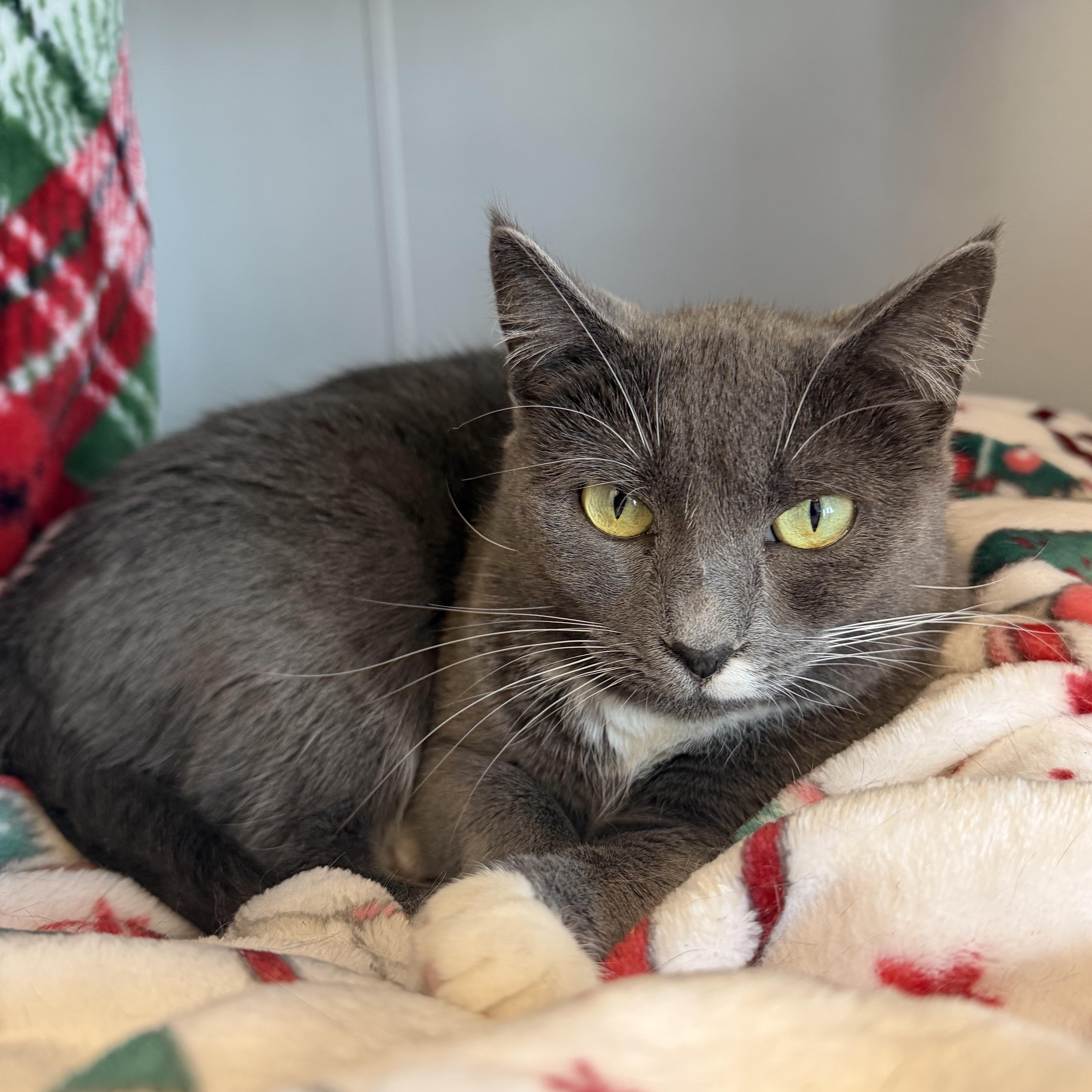 Sandy, Adoptable, Young Female Domestic Short Hair.