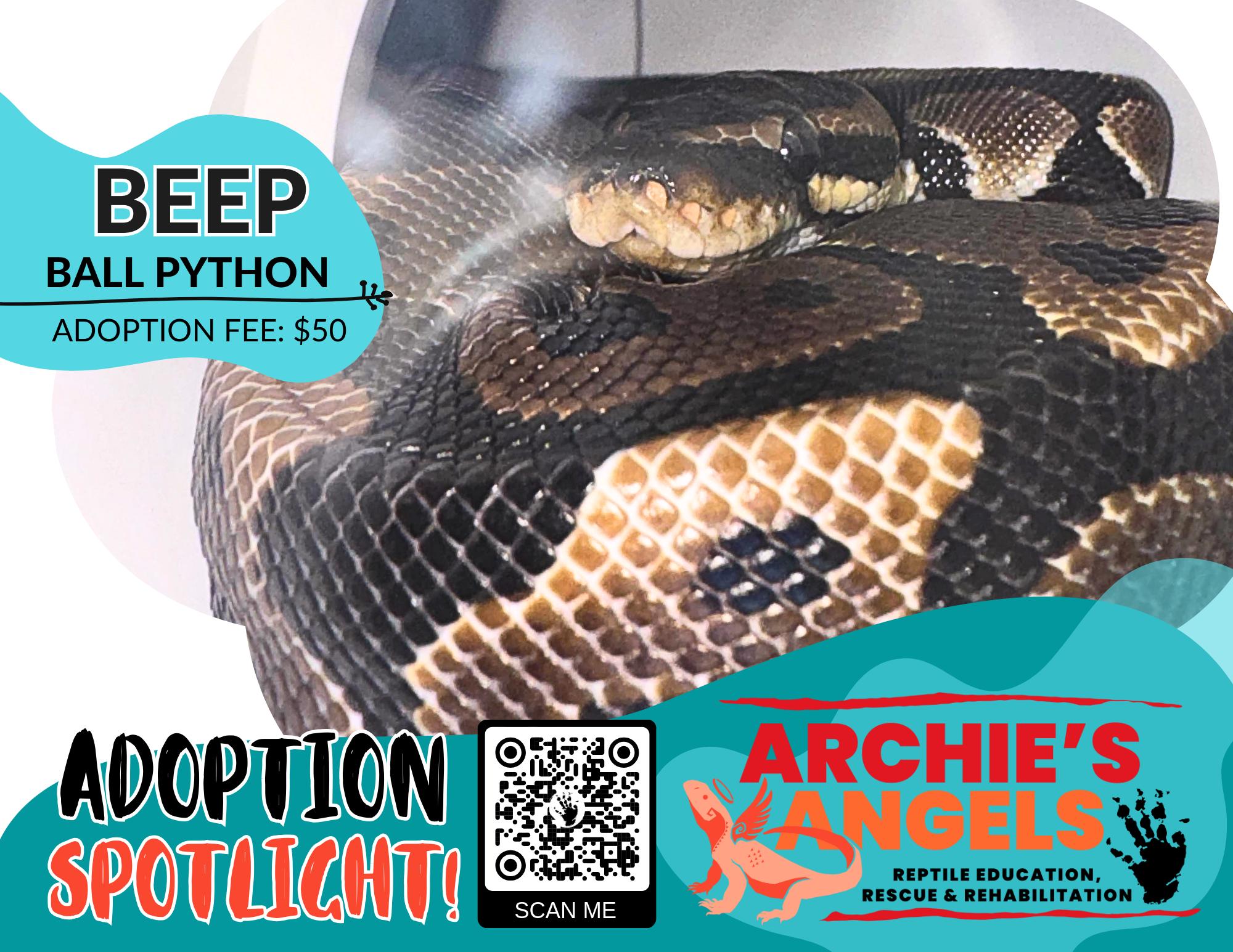 Enlarge Beep, a Adoptable Ball Python in Green Bay, WI image 1/1