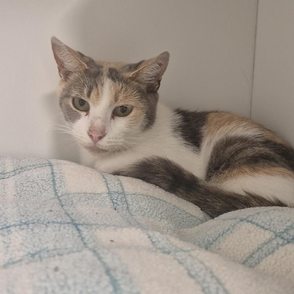 Daffodil, Adoptable, Senior Female Domestic Short Hair.
