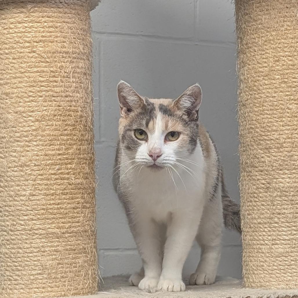 Enlarge Daffodil, a Adoptable Domestic Short Hair in Jasper, IN image 2/6