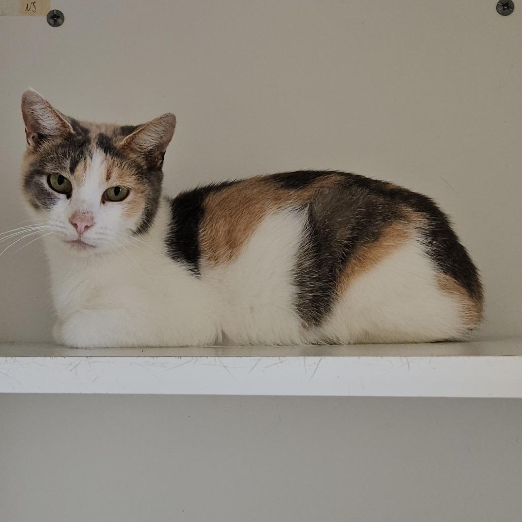 Enlarge Daffodil, a Adoptable Domestic Short Hair in Jasper, IN image 3/6