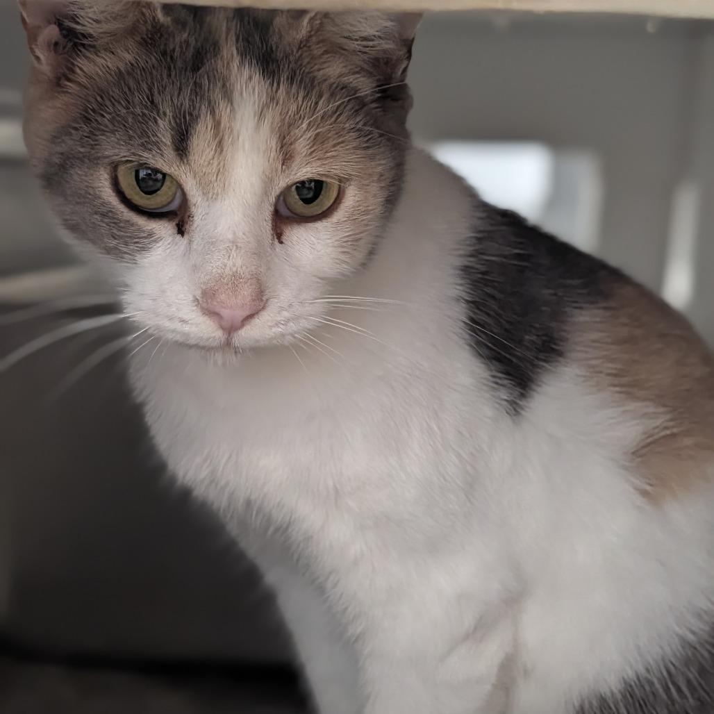 Enlarge Daffodil, a Adoptable Domestic Short Hair in Jasper, IN image 4/6