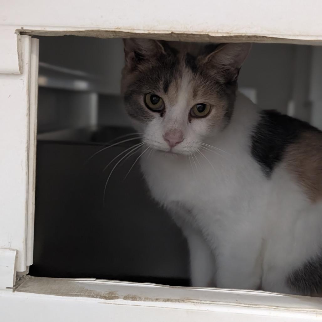 Enlarge Daffodil, a Adoptable Domestic Short Hair in Jasper, IN image 5/6