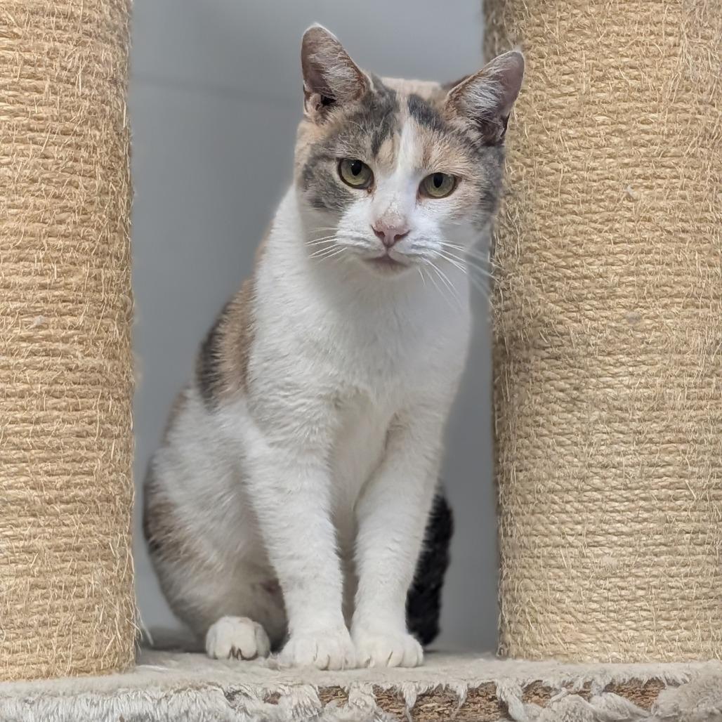 Enlarge Daffodil, a Adoptable Domestic Short Hair in Jasper, IN image 6/6