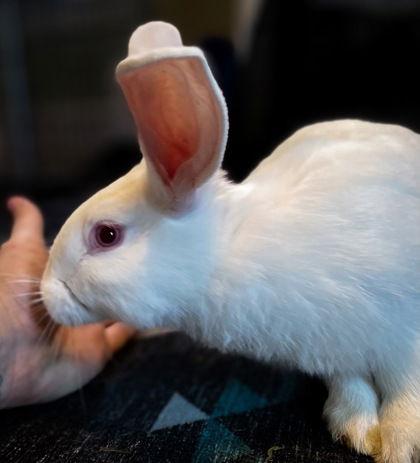 Auklet, Adoptable, Baby Male New Zealand.