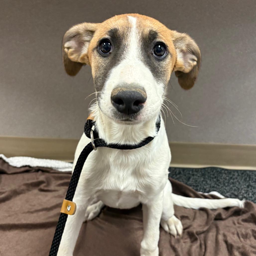 Enlarge Adrian Pimento, a Adoptable Mixed Breed in St Joseph, MO image 1/2