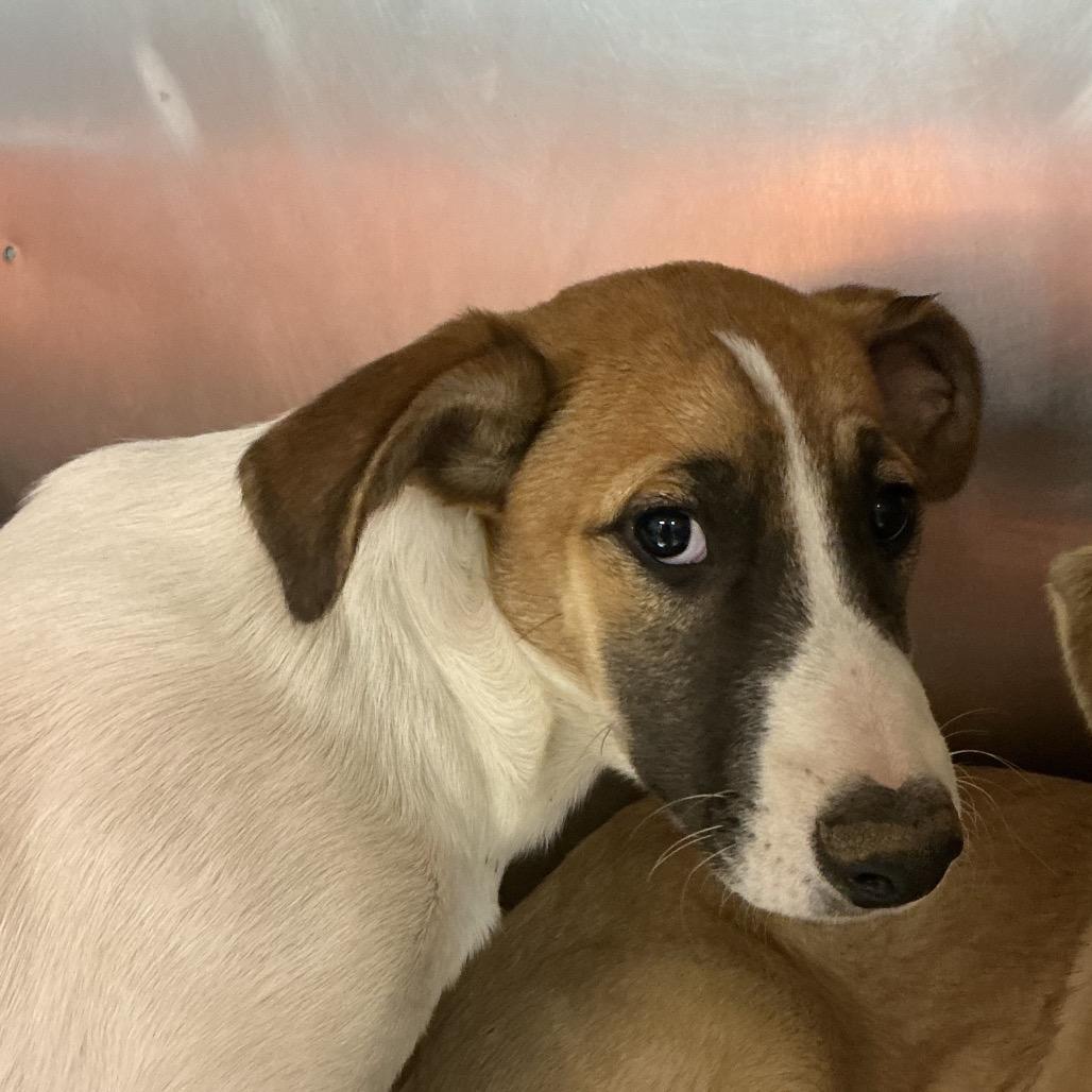 Enlarge Adrian Pimento, a Adoptable Mixed Breed in St Joseph, MO image 2/2