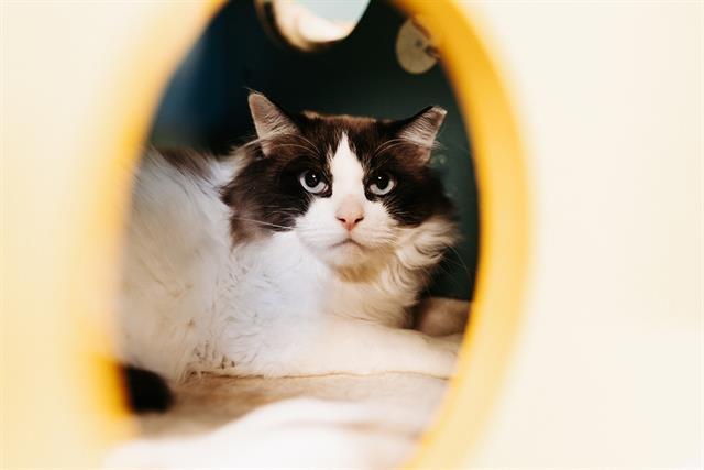 TALKIN TOM, Adoptable, Young Male Snowshoe.