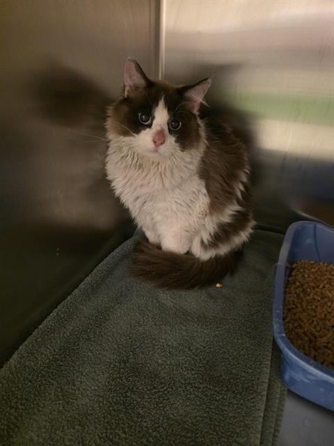 TALKIN TOM, Adoptable, Young Male Snowshoe.