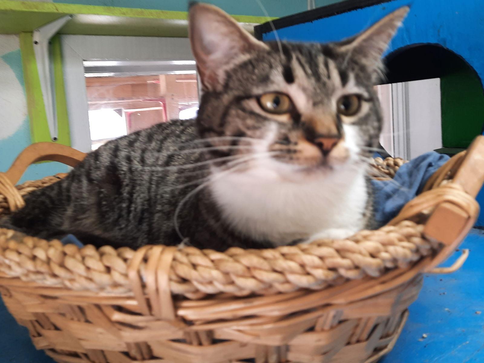 Toothpick, a Adoptable Domestic Short Hair in Iroquois, IL image 2/5