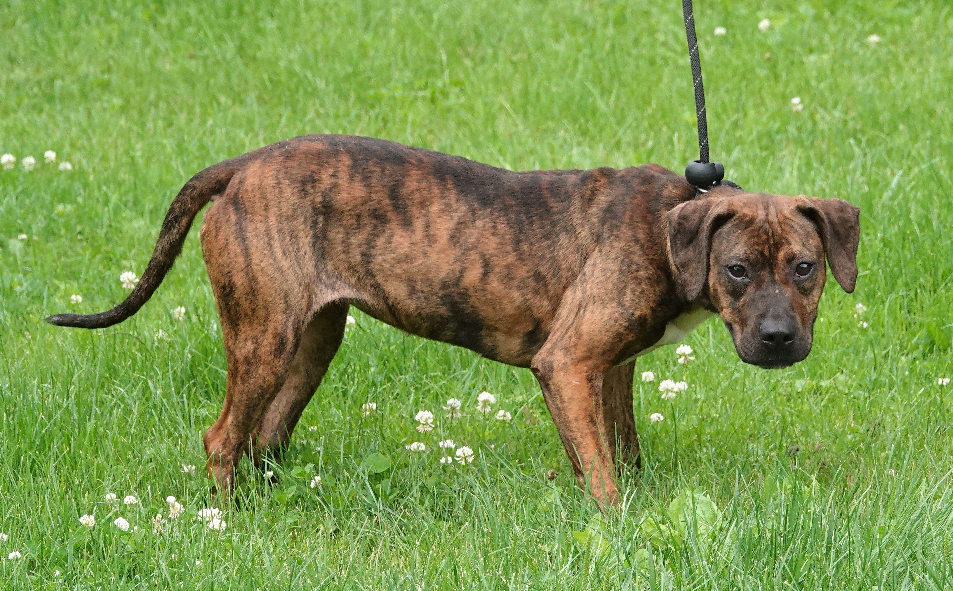Maggie, a ADOPTABLE Mixed Breed in Millfield, OH image 2/3