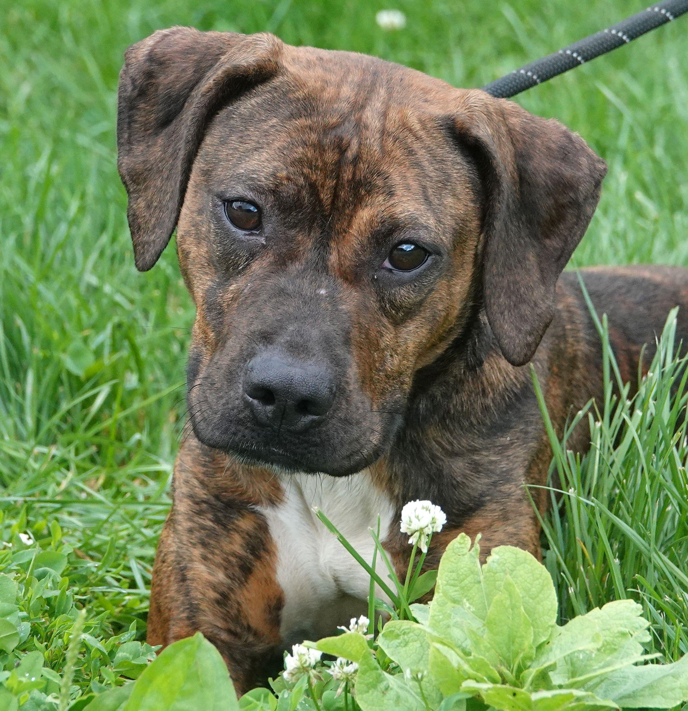 Maggie, ADOPTABLE, Adult Female Mixed Breed.