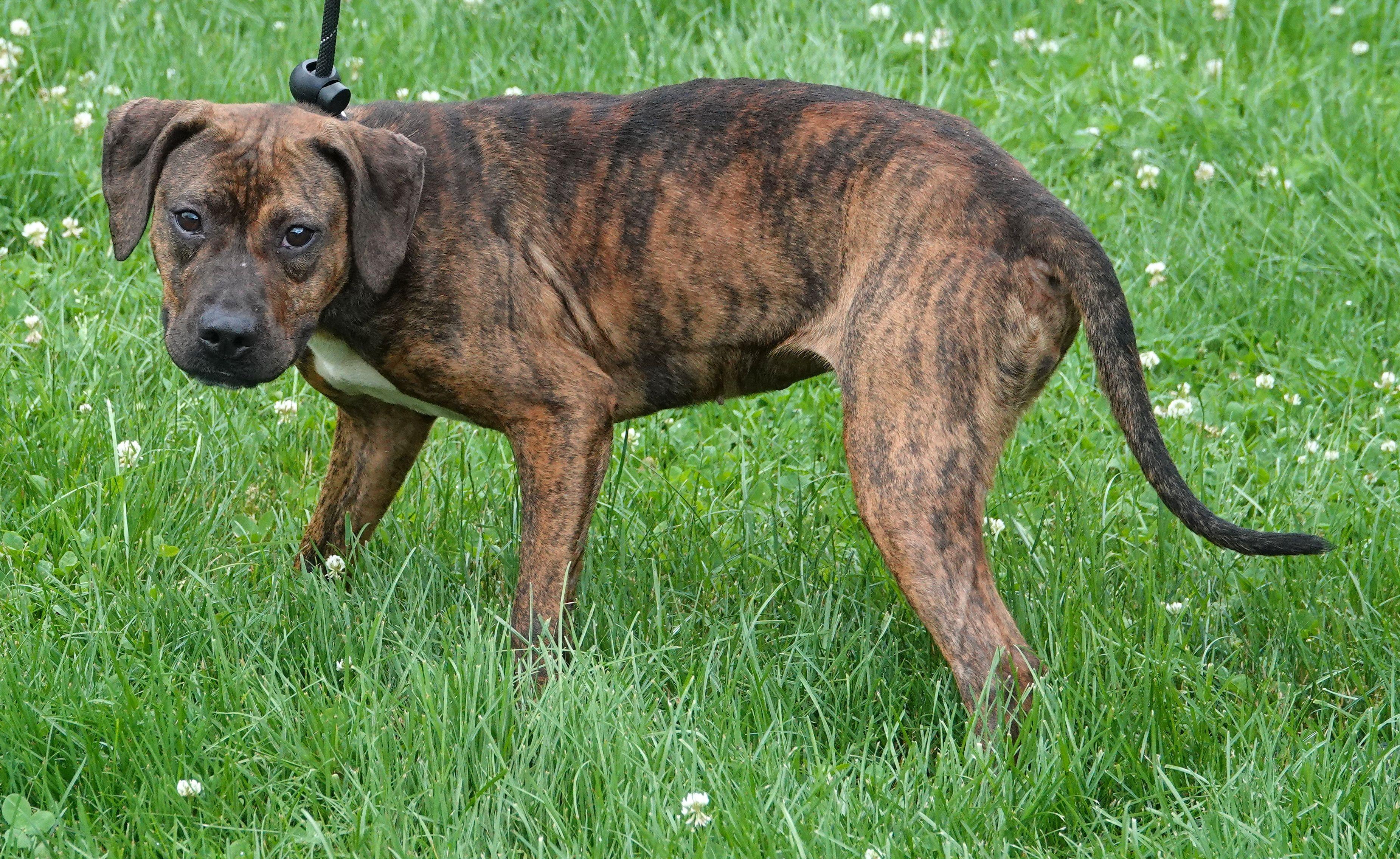 Maggie, a ADOPTABLE Mixed Breed in Millfield, OH image 3/3