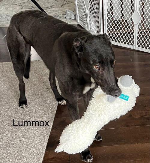 Lummox