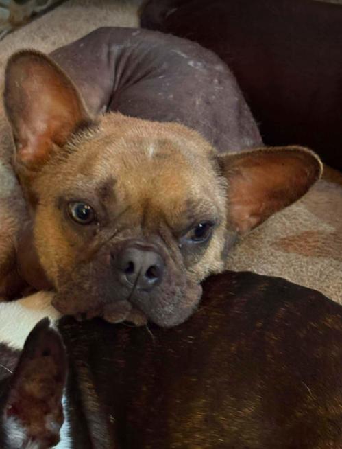 Dante, ADOPTABLE, Young Male French Bulldog.
