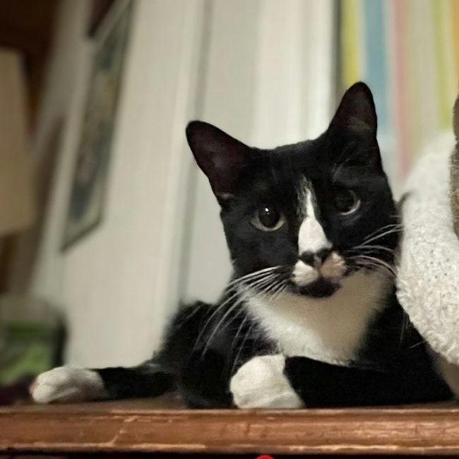 Maia, Adoptable, Adult Female Domestic Short Hair & Tuxedo.