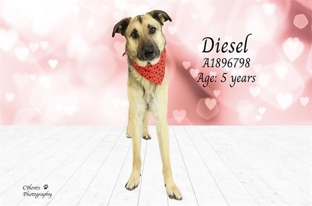 Enlarge DIESEL, a Adoptable mixed breed in Thousand Palms, CA image 1/1