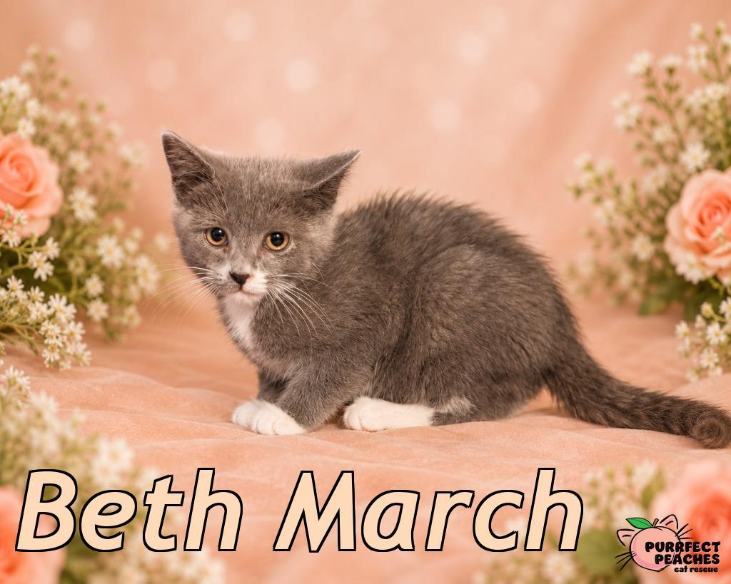 Beth March, Adoptable, Kitten Female Domestic Short Hair.