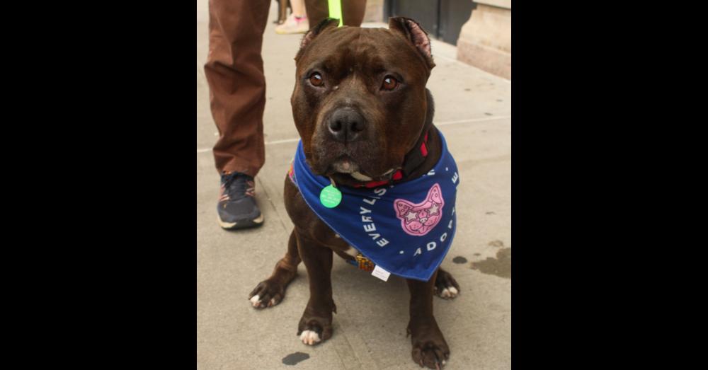 Enlarge Miss Poppi Seed, a Adoptable mixed breed in New York, NY image 1/5