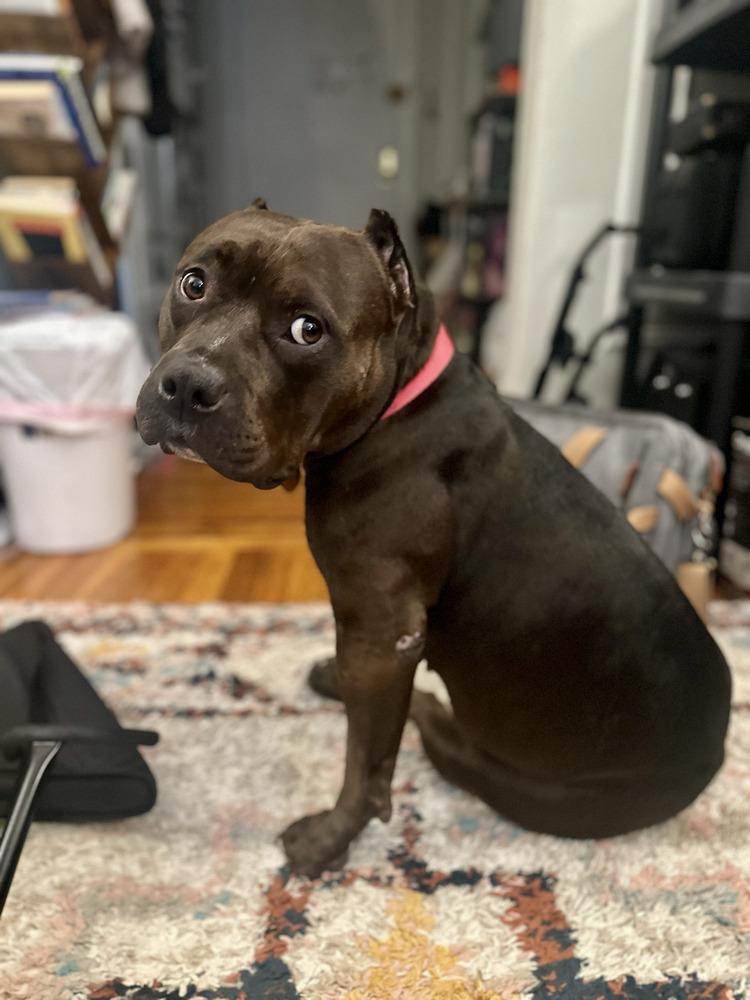Enlarge Miss Poppi Seed, a Adoptable mixed breed in New York, NY image 2/5