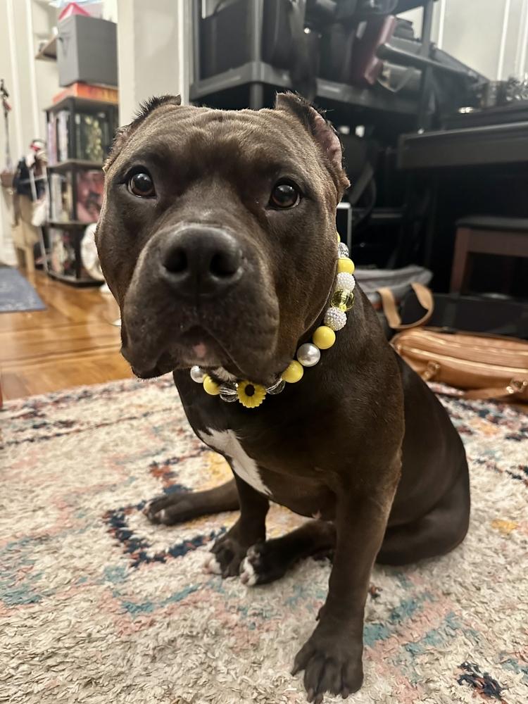 Enlarge Miss Poppi Seed, a Adoptable mixed breed in New York, NY image 3/5